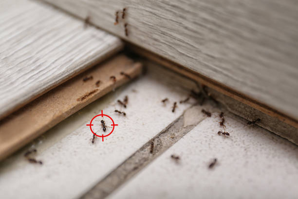 Best Ant Control Services  in Laurens, SC