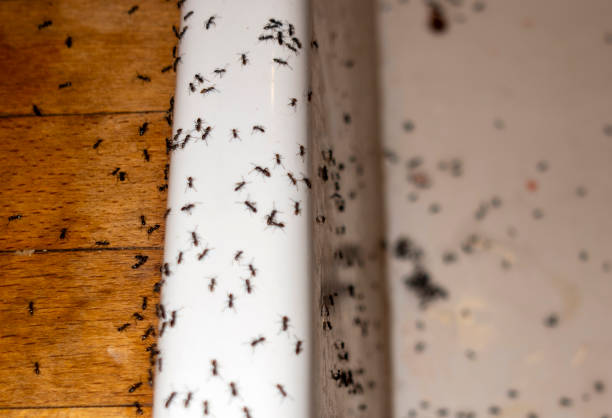 Best Wildlife Control Services  in Laurens, SC